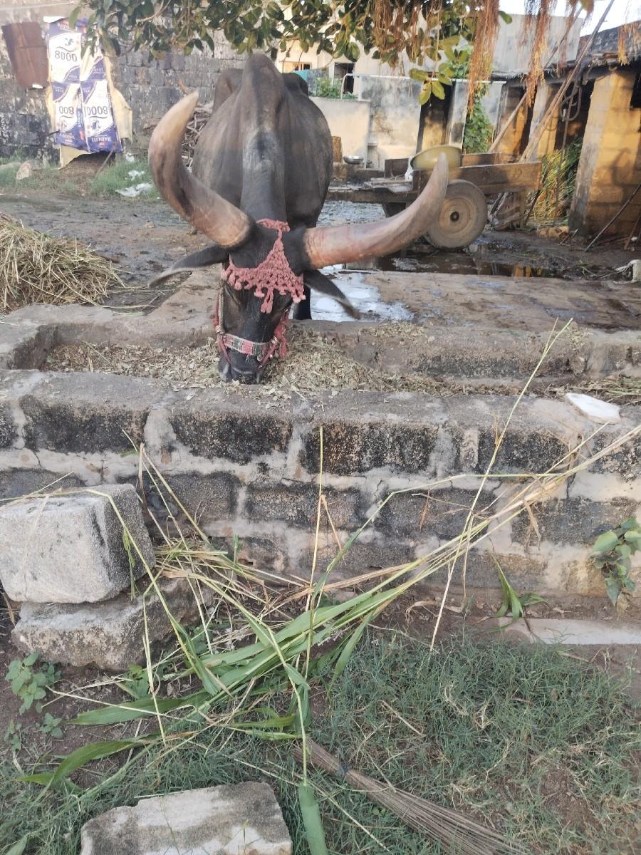 થંબનેલ 4