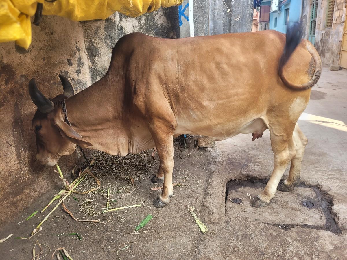 બીજુ વેતર ગાય