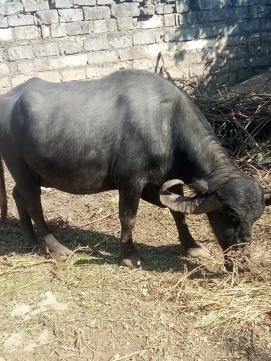 થંબનેલ 3