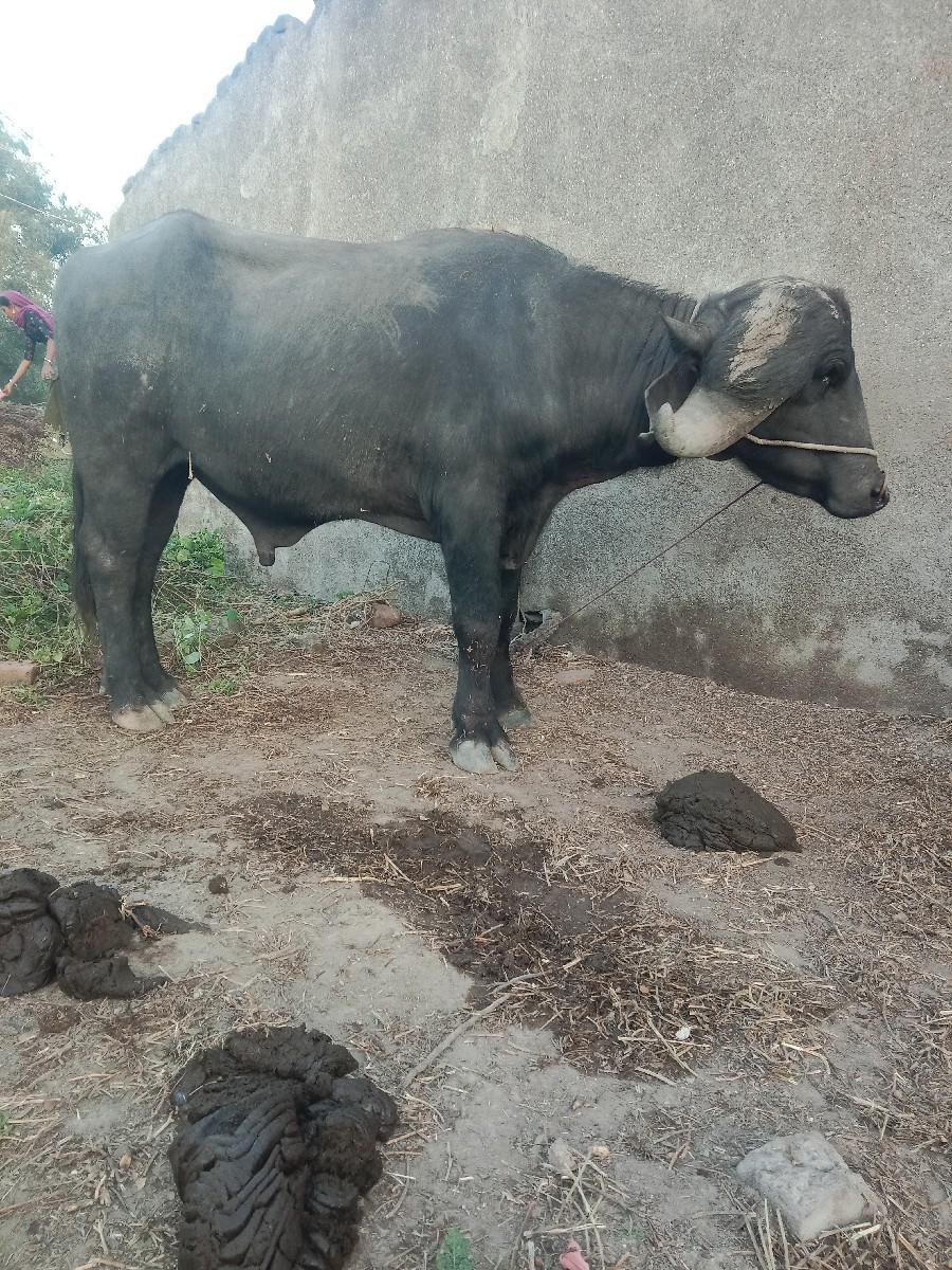 થંબનેલ 3