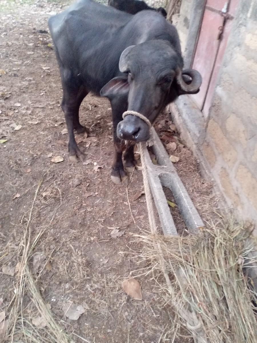 થંબનેલ 3