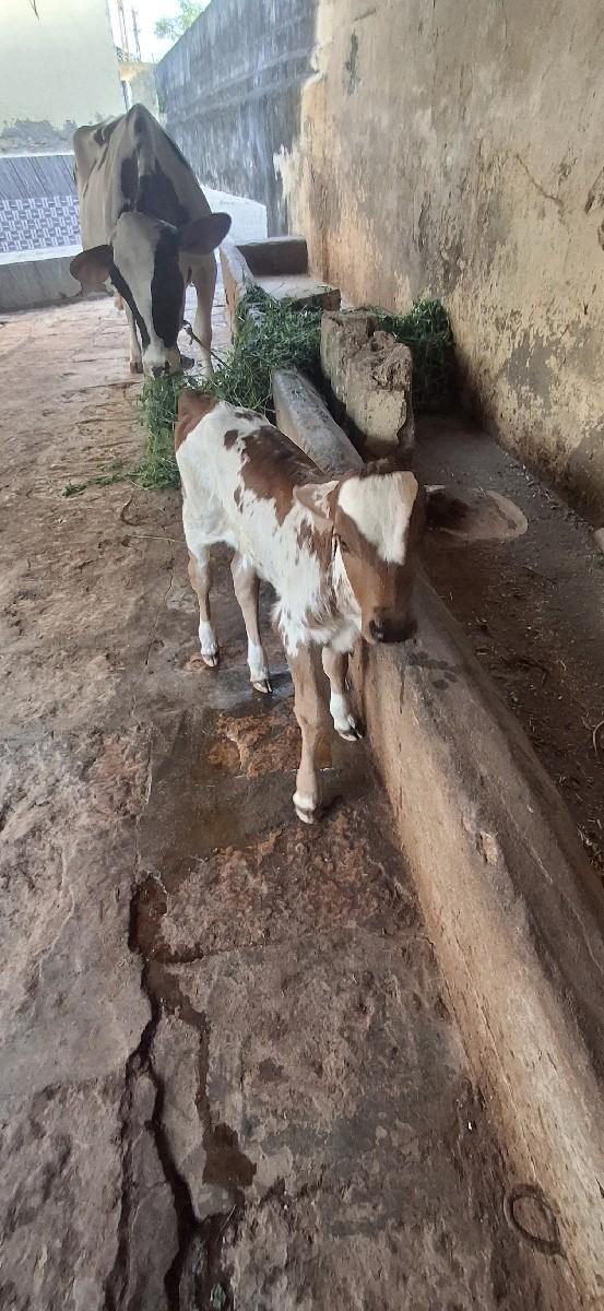 hf ગાય વેસવાનિ સે