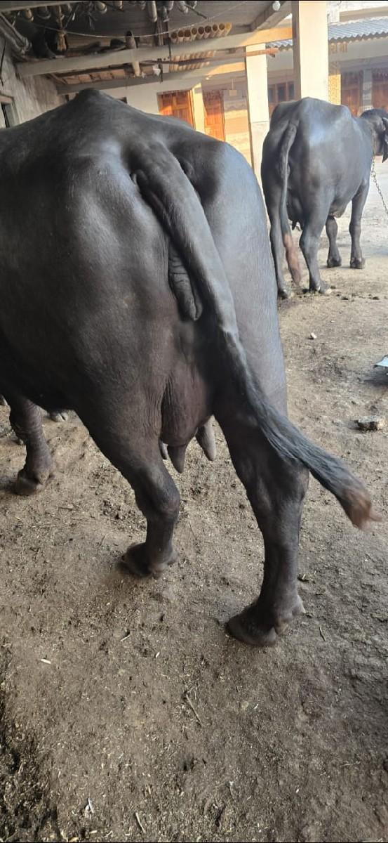 થંબનેલ 2