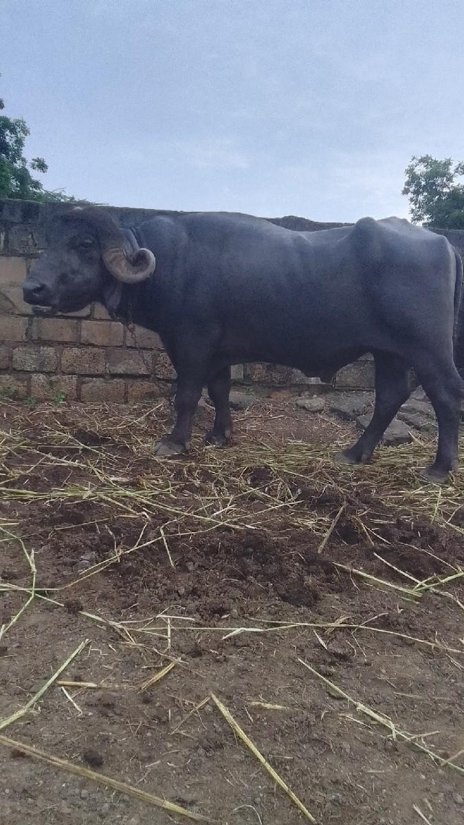 થંબનેલ 2