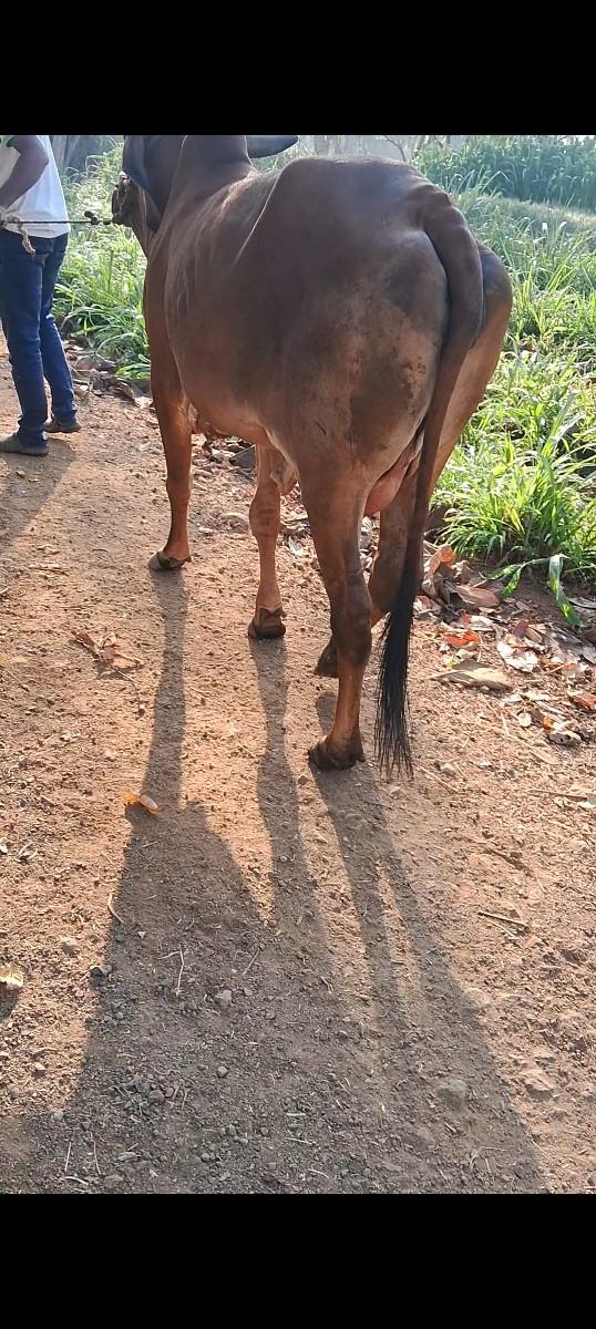 થંબનેલ 2