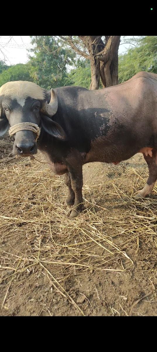 થંબનેલ 3