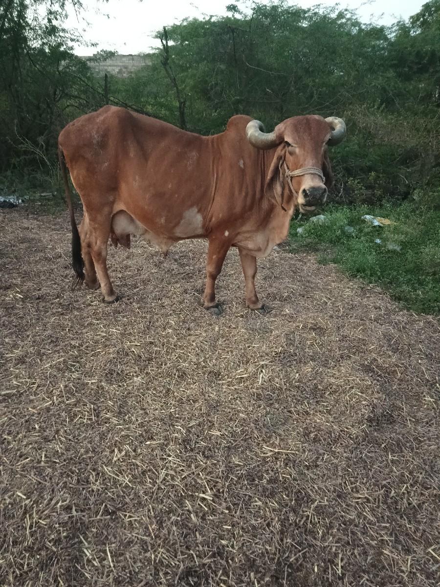 થંબનેલ 2