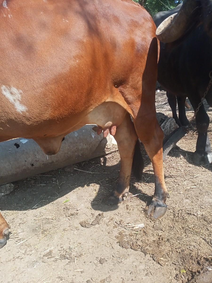 ગાય વેચવાની છે