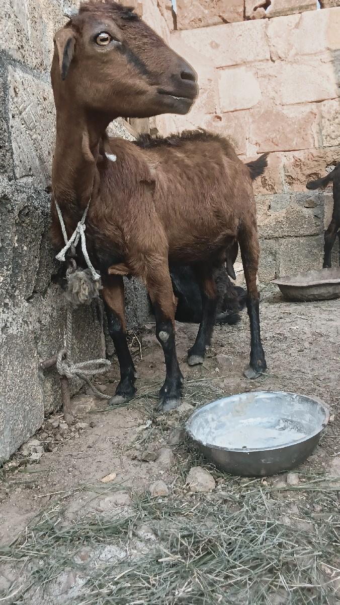 થંબનેલ 2