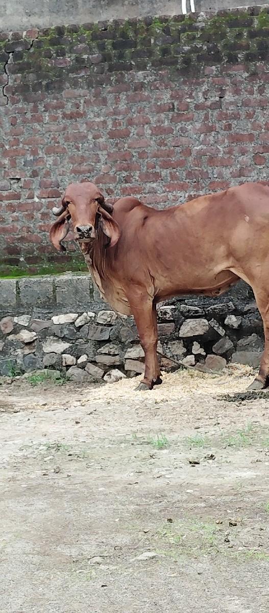 થંબનેલ 3