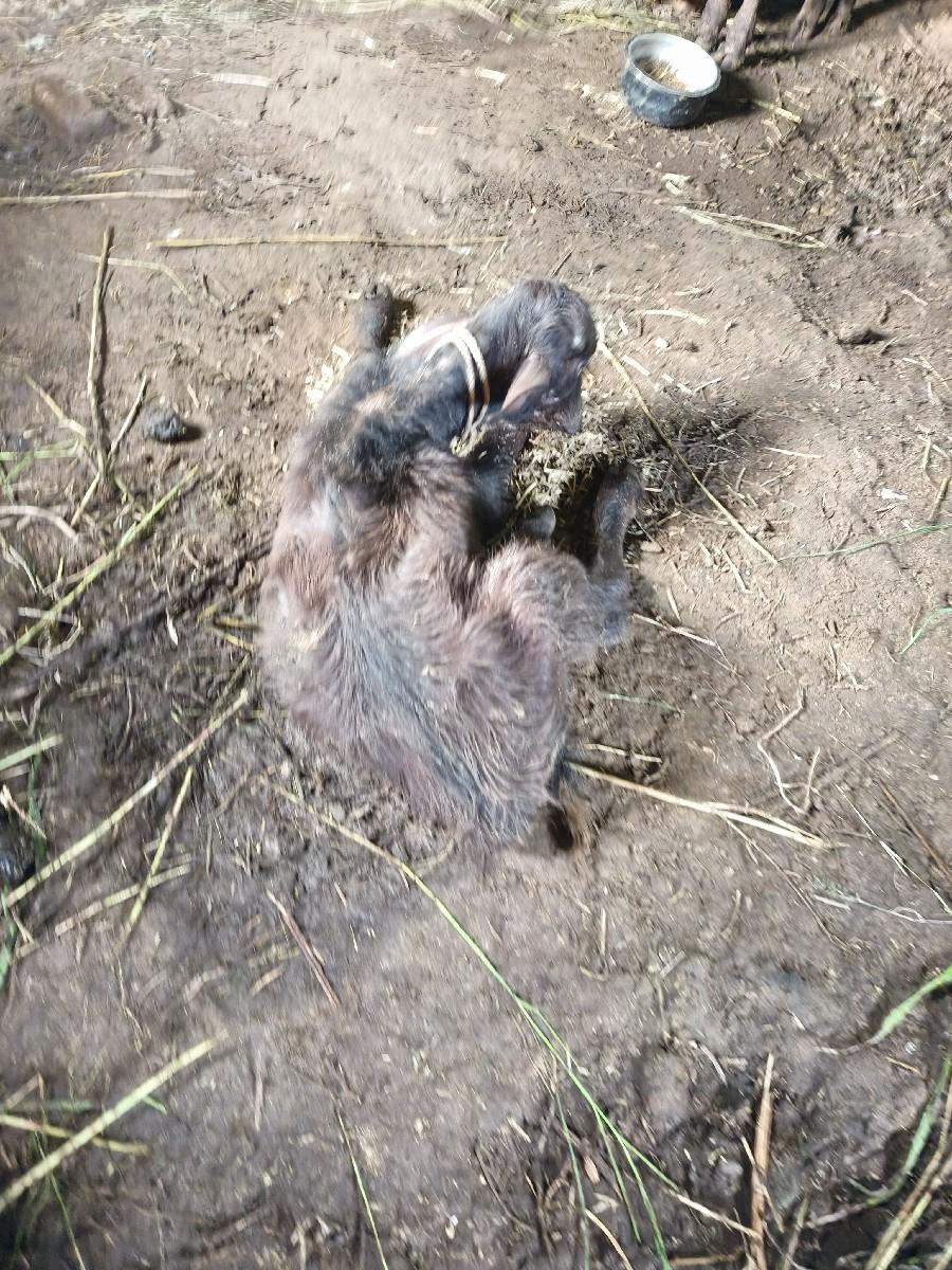 ભેંશ વેશવાની છે