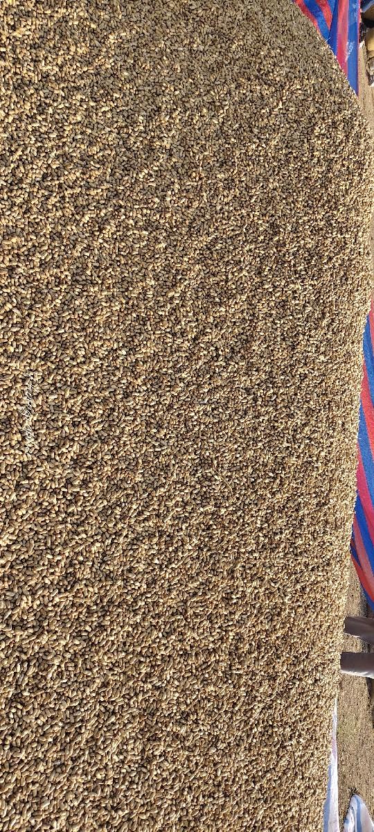 G 20 મગફળી બિયારણ માટે દેવાની છે.