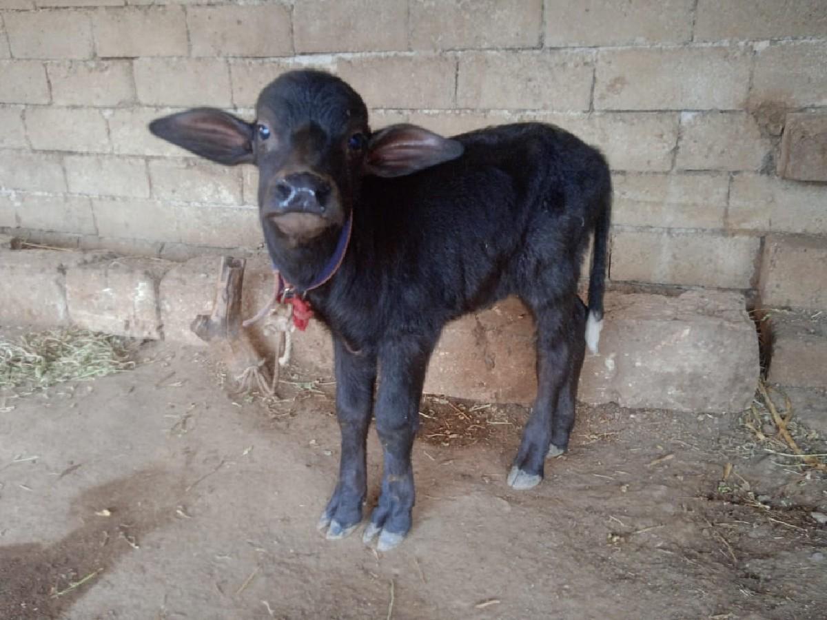 થંબનેલ 2