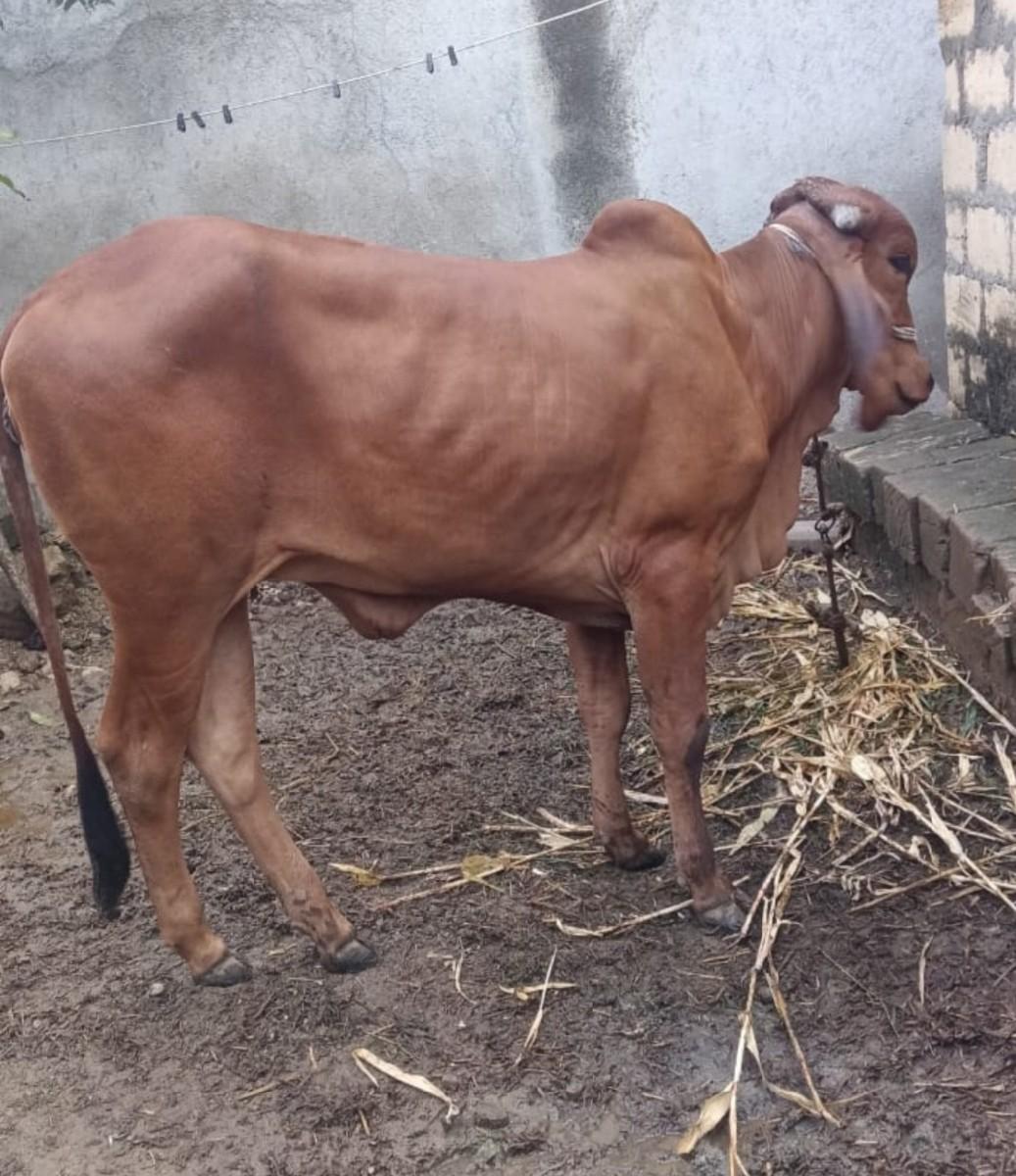 ગીર ગાય ની વાછરડી વેચવાની છે