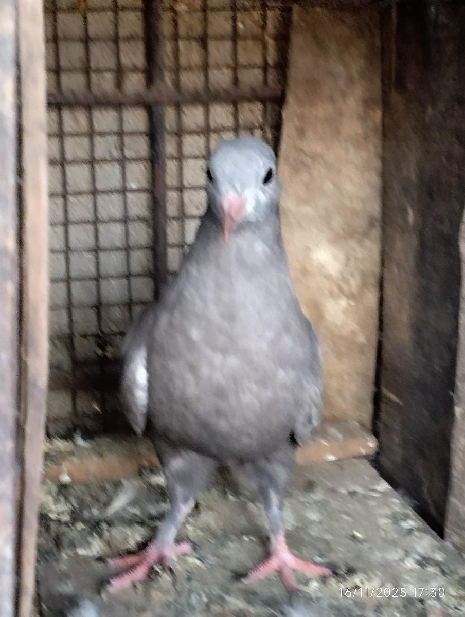 નવઘણ રબારી