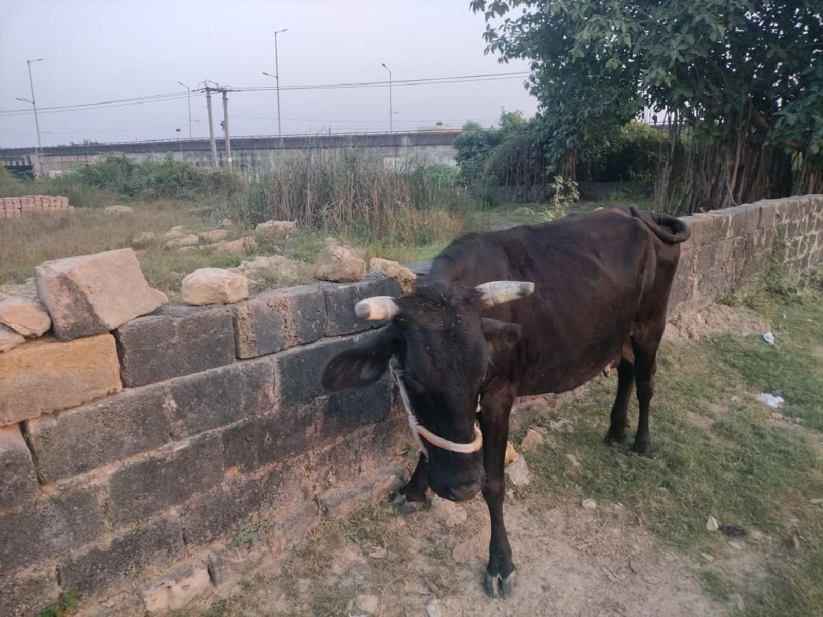 થંબનેલ 3