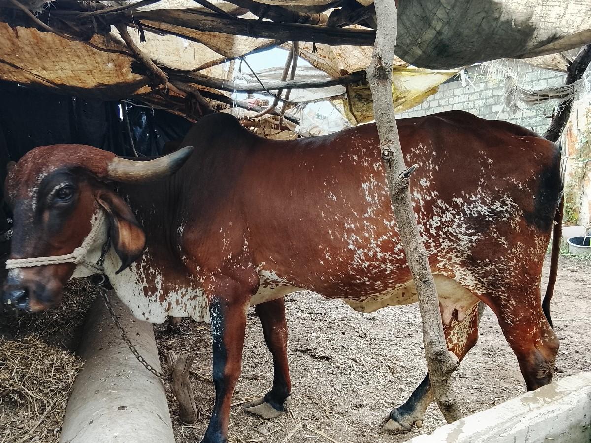 વેસવાનિ સે