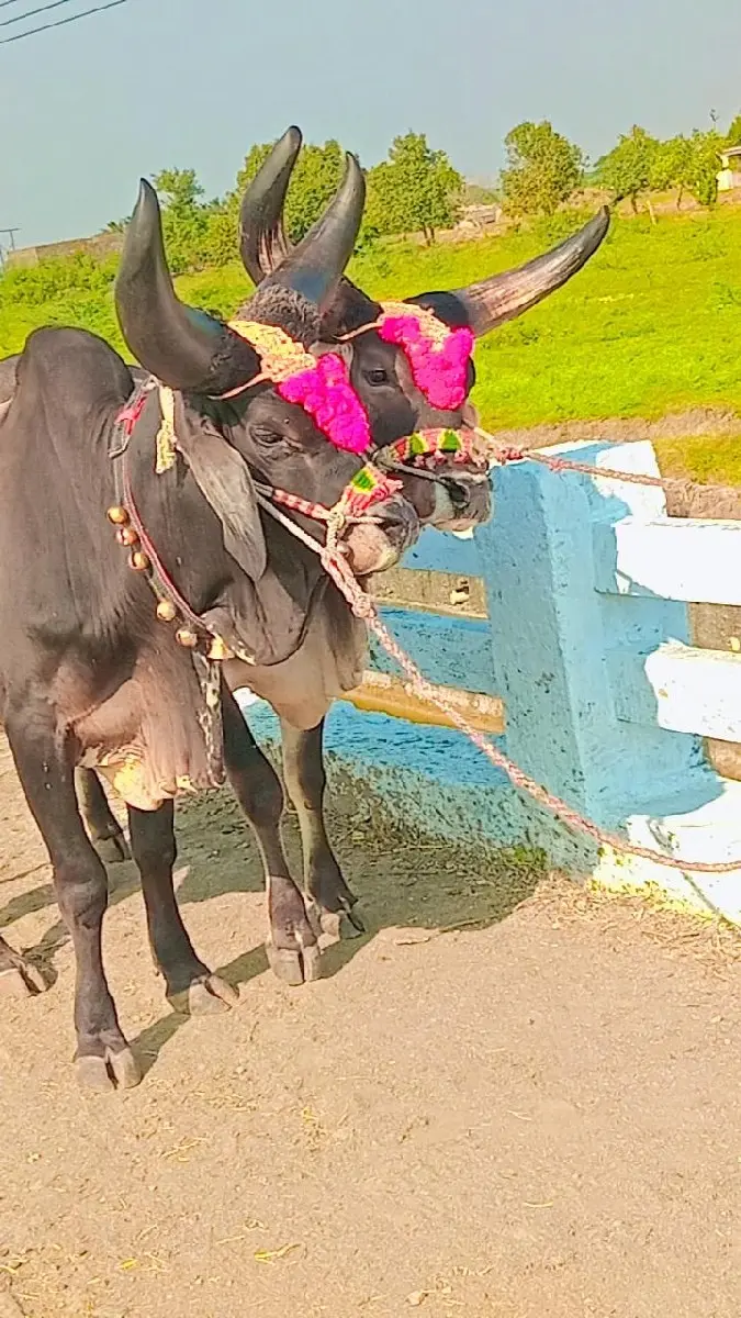 થંબનેલ 3