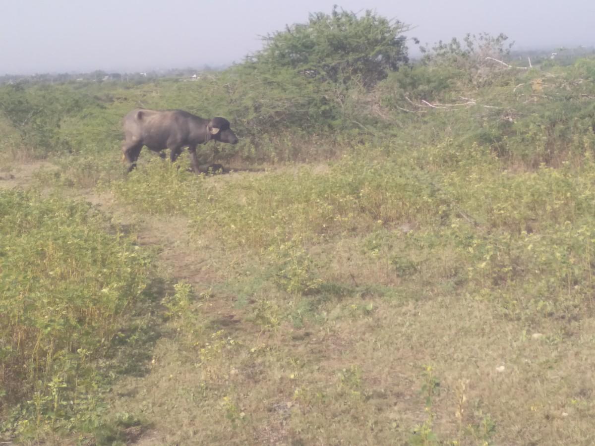 થંબનેલ 3