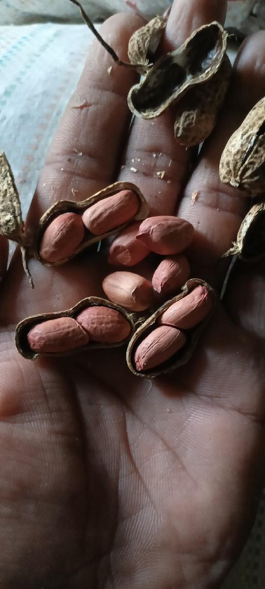 G-22 માંડવી વેચવાની છે.