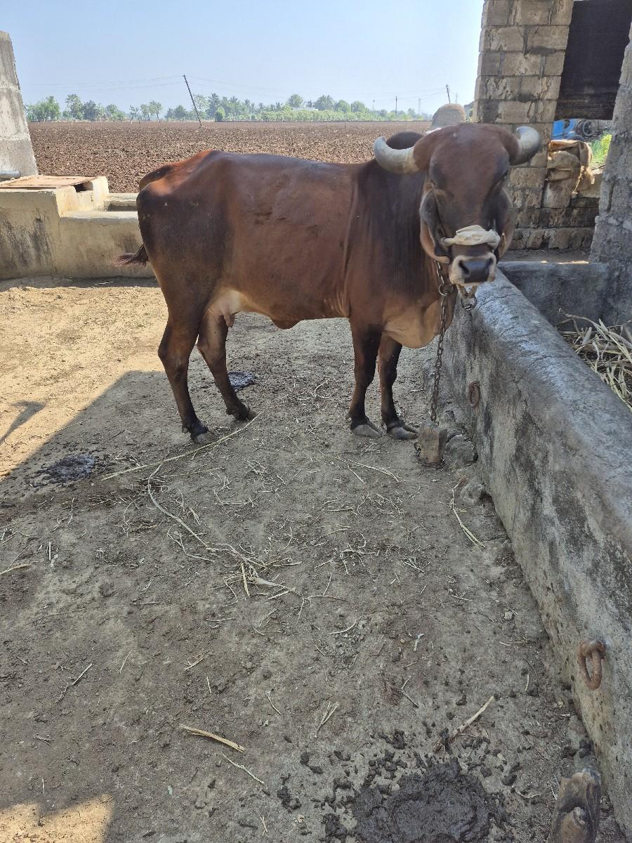 થંબનેલ 2