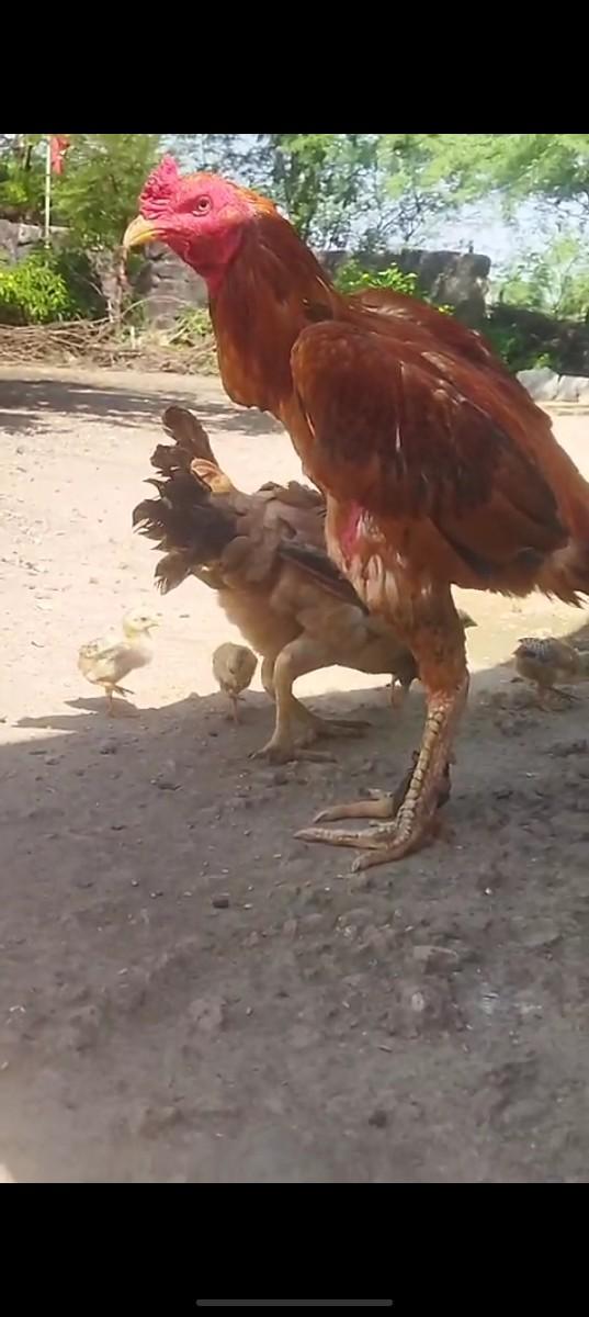 અસીલ મુરઘો