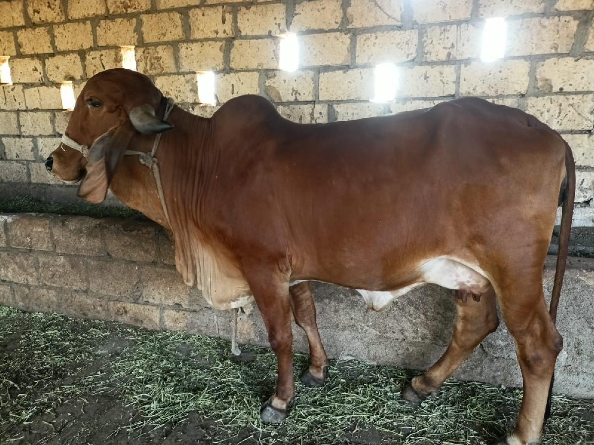 ઓરિજિનલ ગીર ગાય વેચવાની છે.