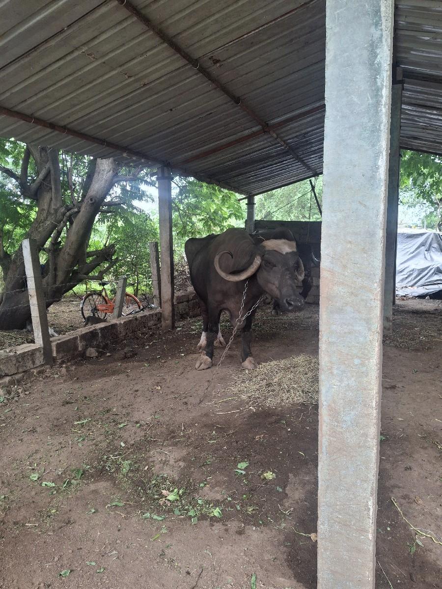 થંબનેલ 2