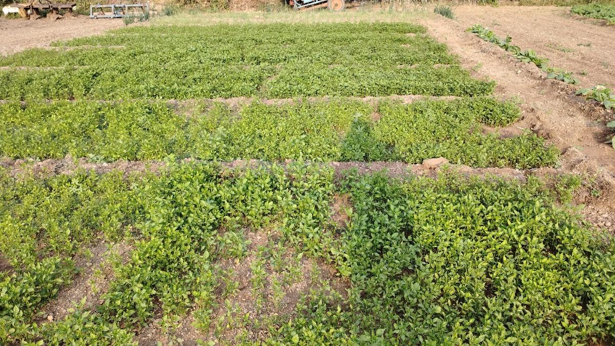 મરચી રોપ વેચવા નો છે