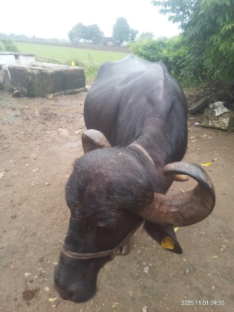 ભેંશ વેચવાની છે.