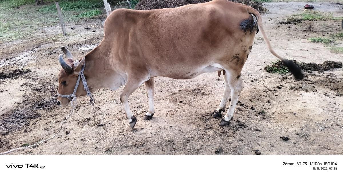 થંબનેલ 2