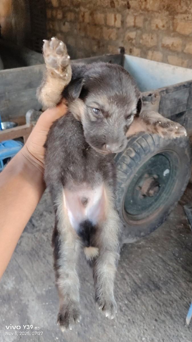 જર્મન શેફર ડબલ કોટ પપ્પી વેચવાના