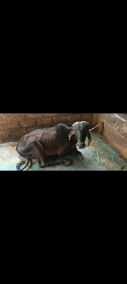 થંબનેલ 2