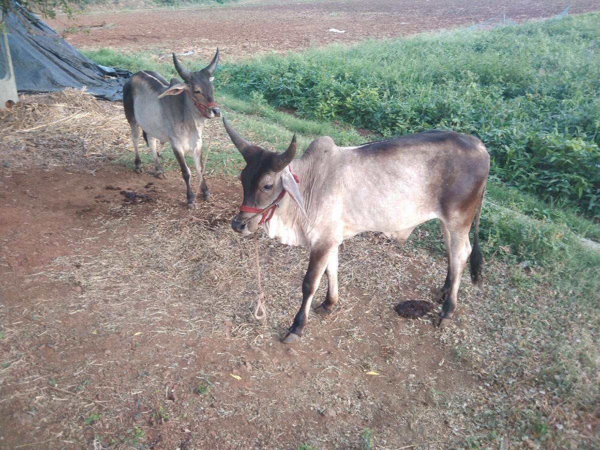 થંબનેલ 3