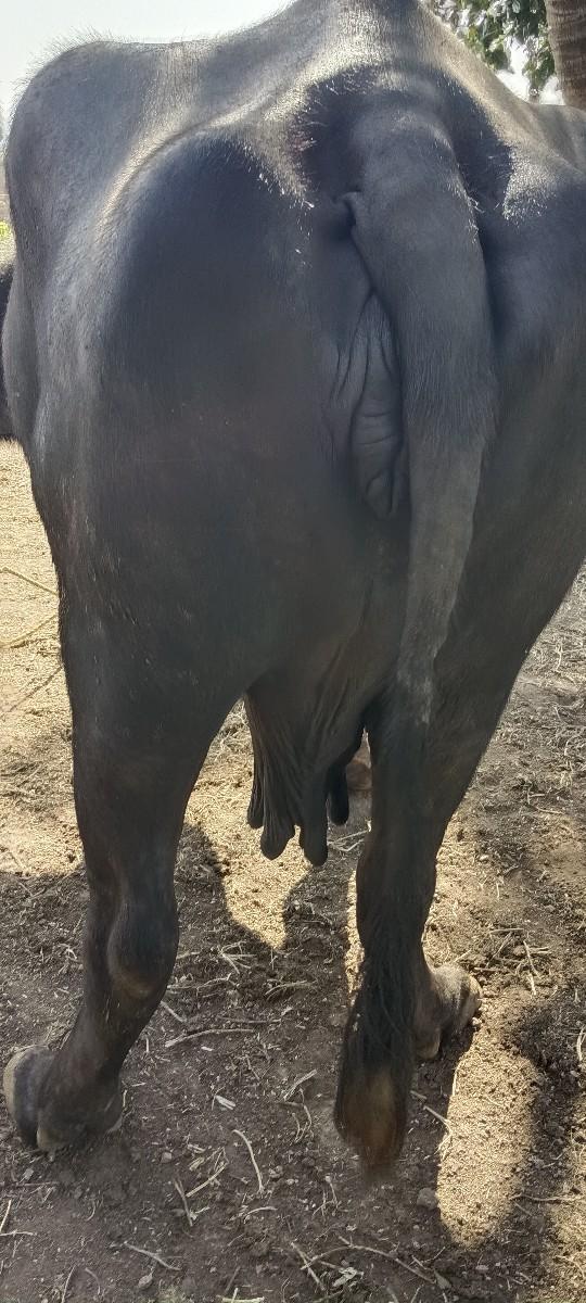 થંબનેલ 3