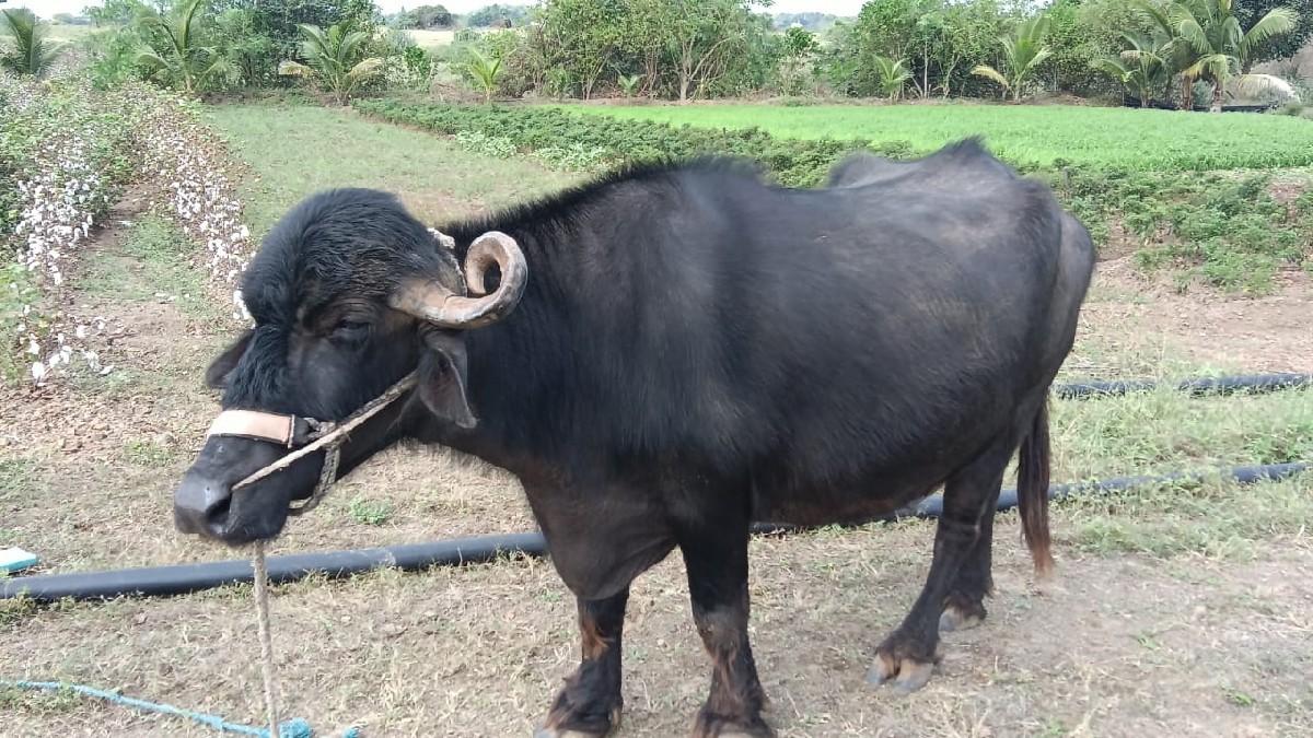 થંબનેલ 3