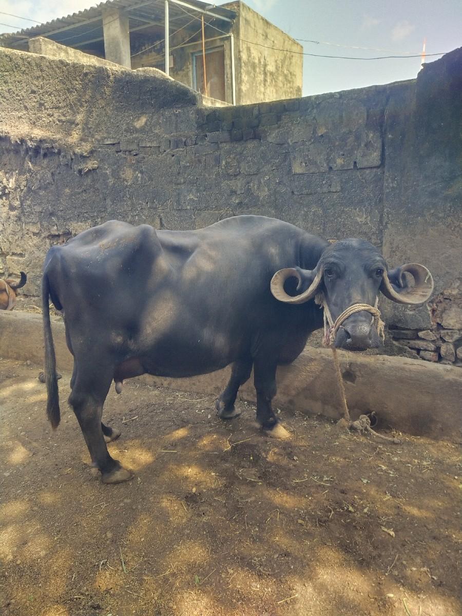 થંબનેલ 2