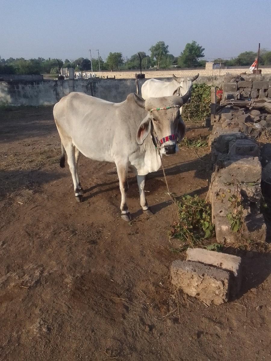 થંબનેલ 2