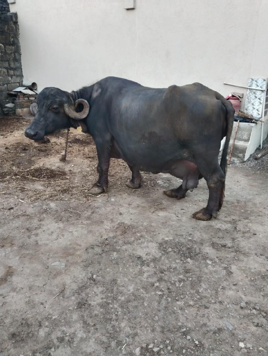 થંબનેલ 3