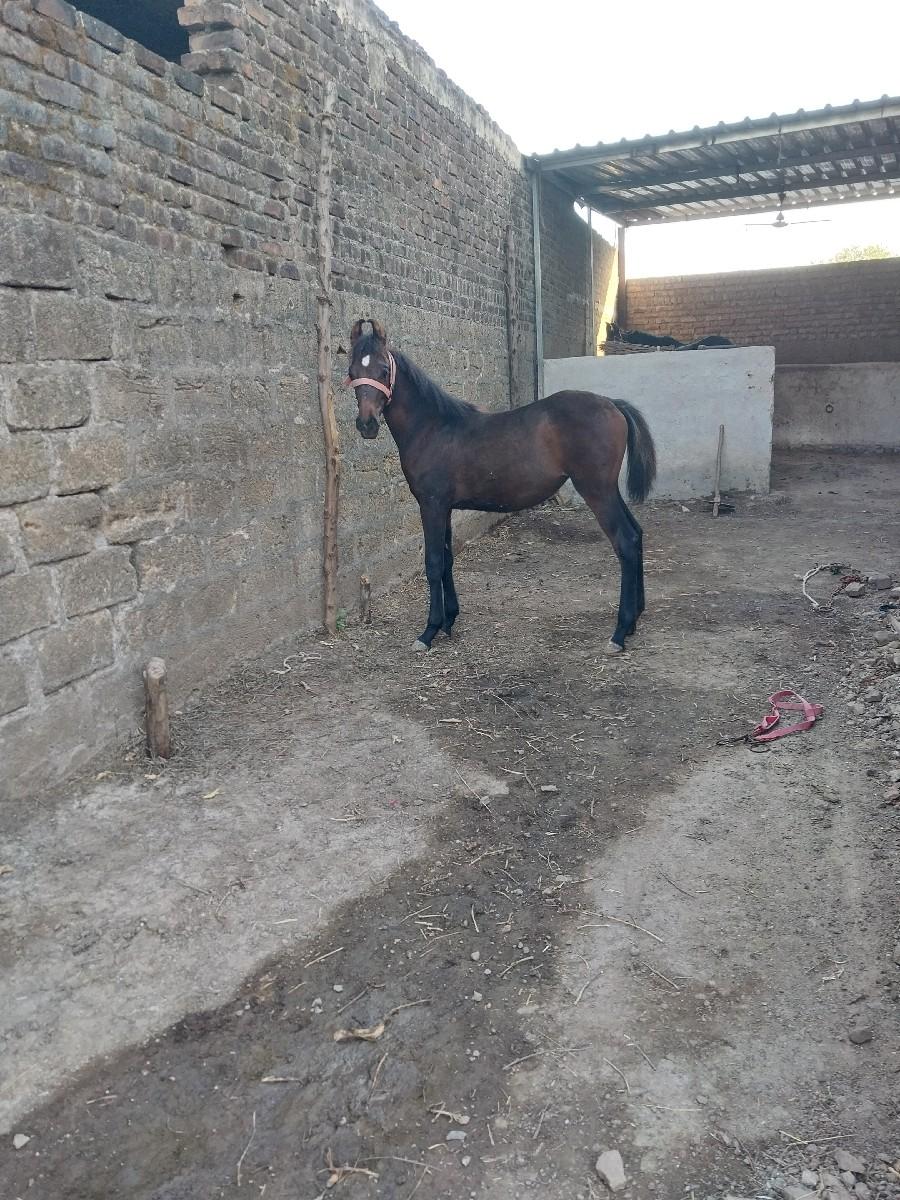 થંબનેલ 2