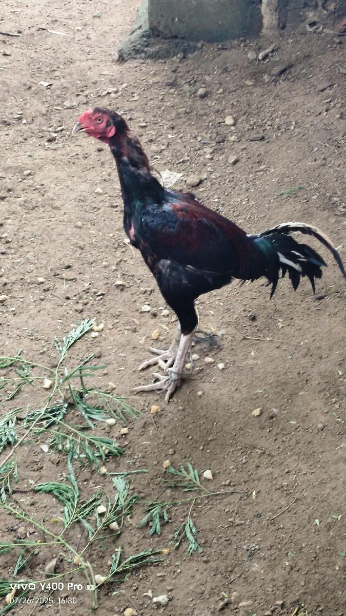 થંબનેલ 2