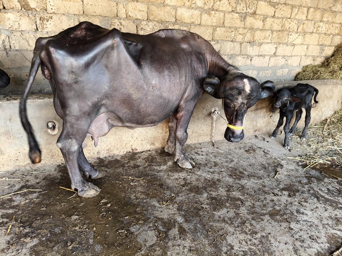 થંબનેલ 2