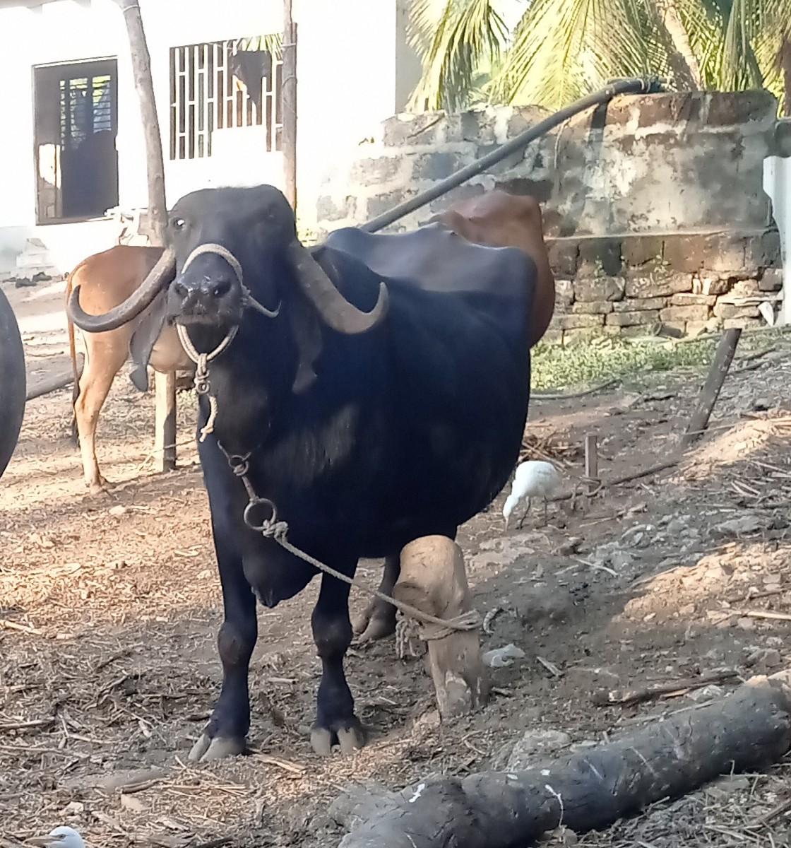 થંબનેલ 3