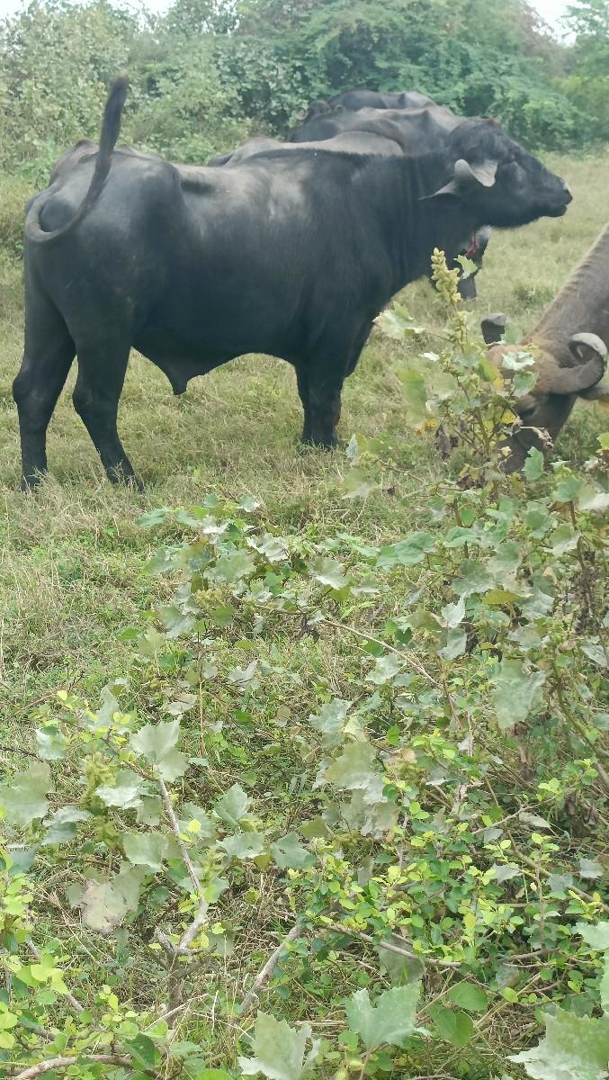 પાડો વેચવાનો છે બધી જવાબદારી