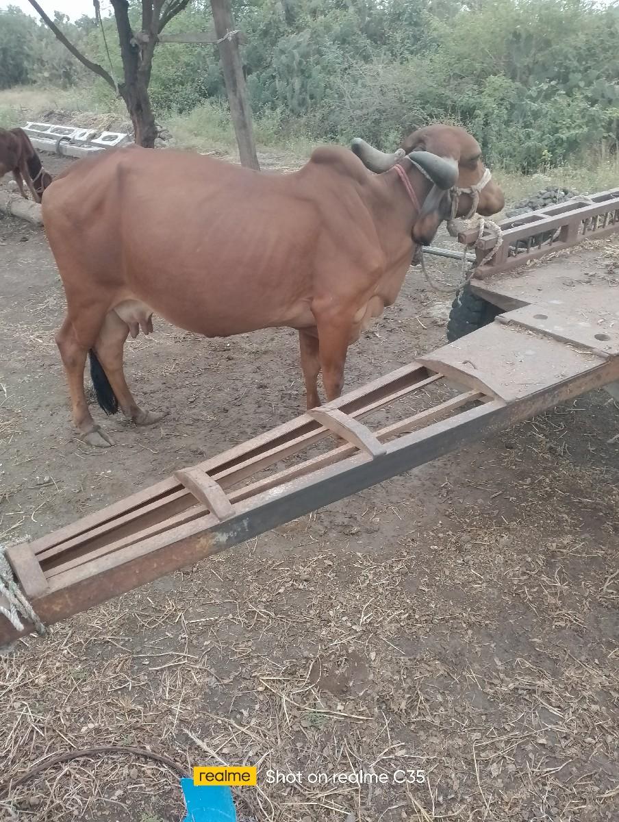 ગિર ગાય વહેંચવાની છે