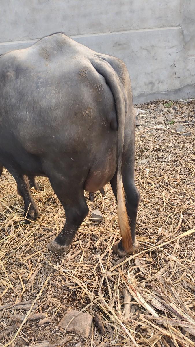 થંબનેલ 3