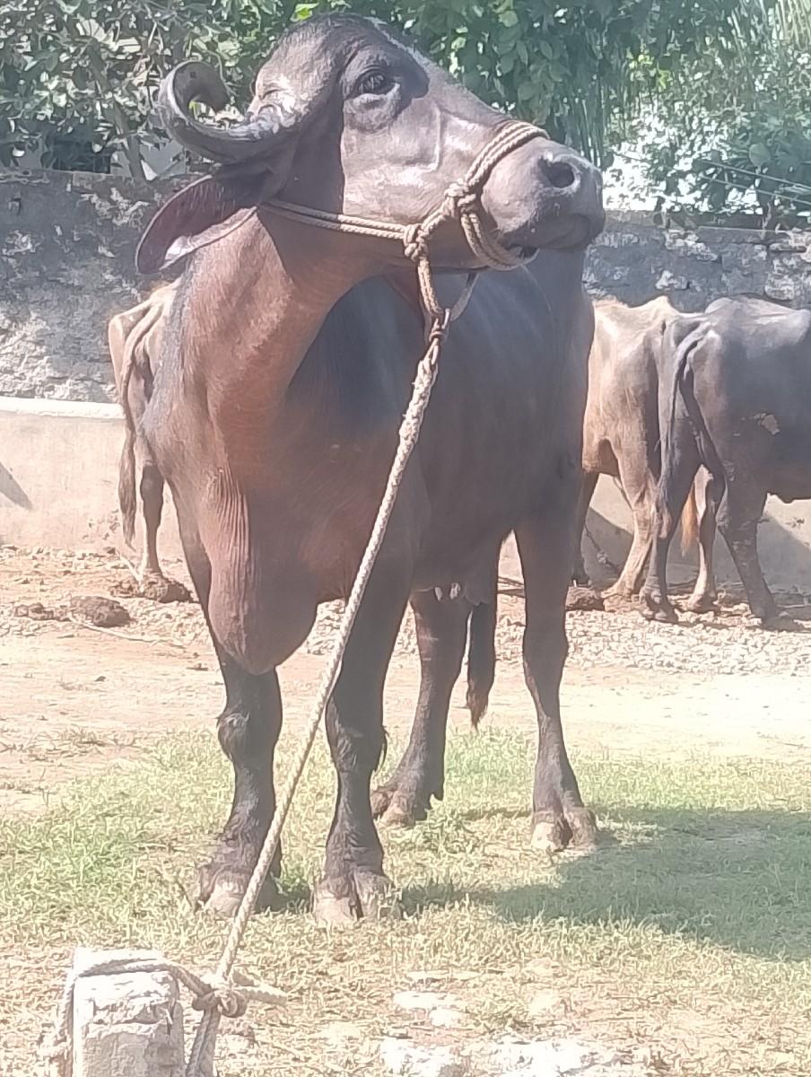 ભેસવેચવાનીછે..25વીયાલ