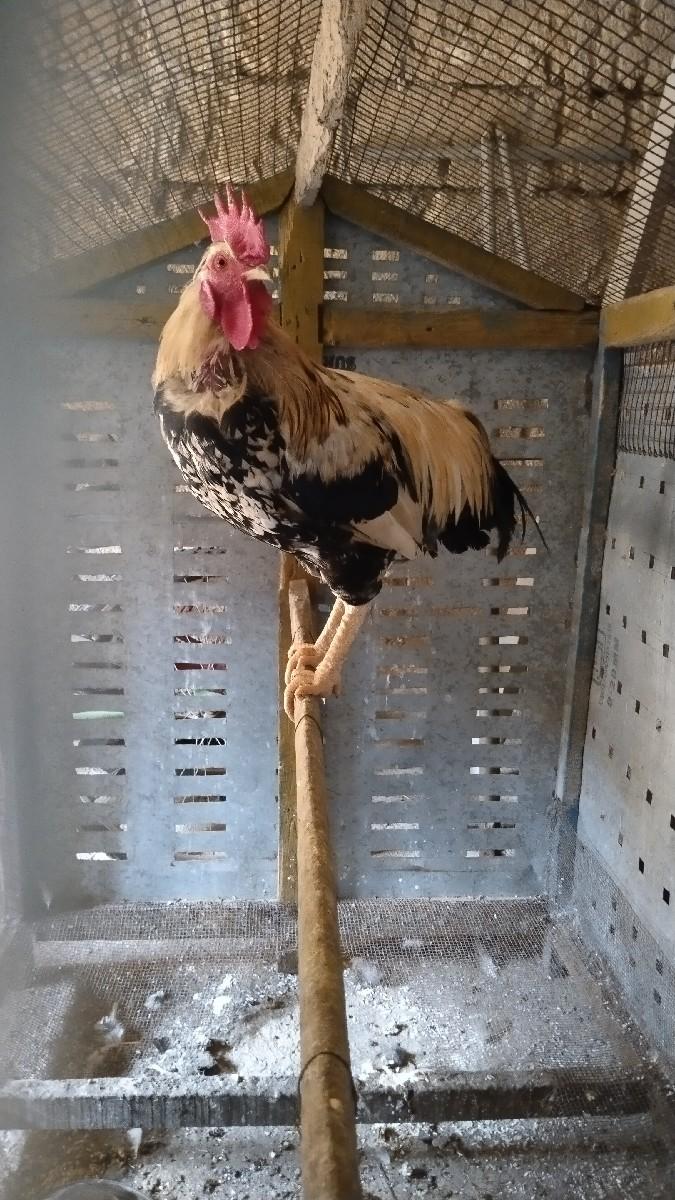 થંબનેલ 2