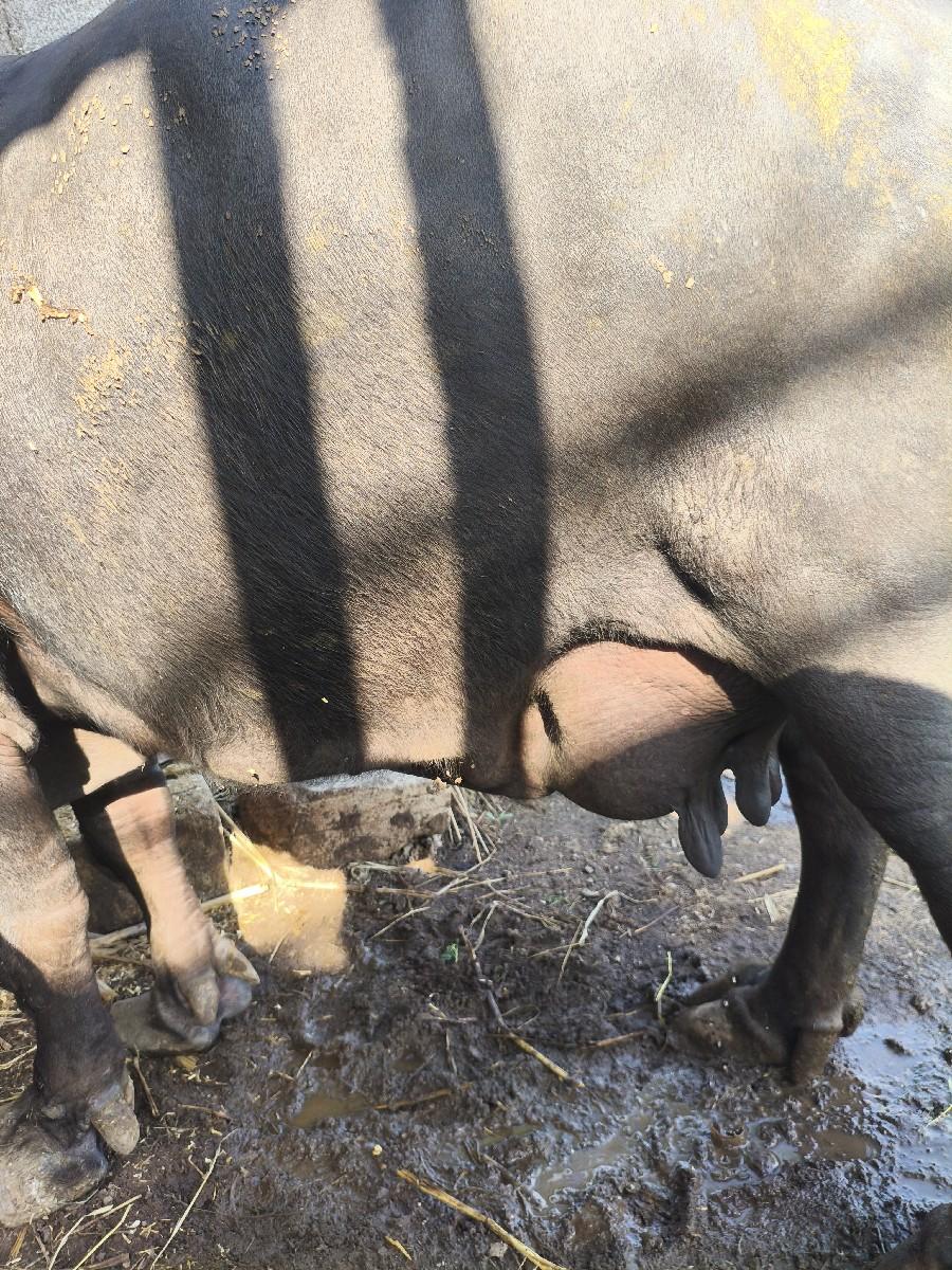 ભેસ વેચવાની છે