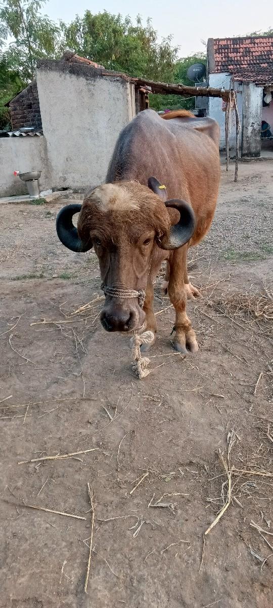 થંબનેલ 3